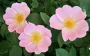 Rosa Canina